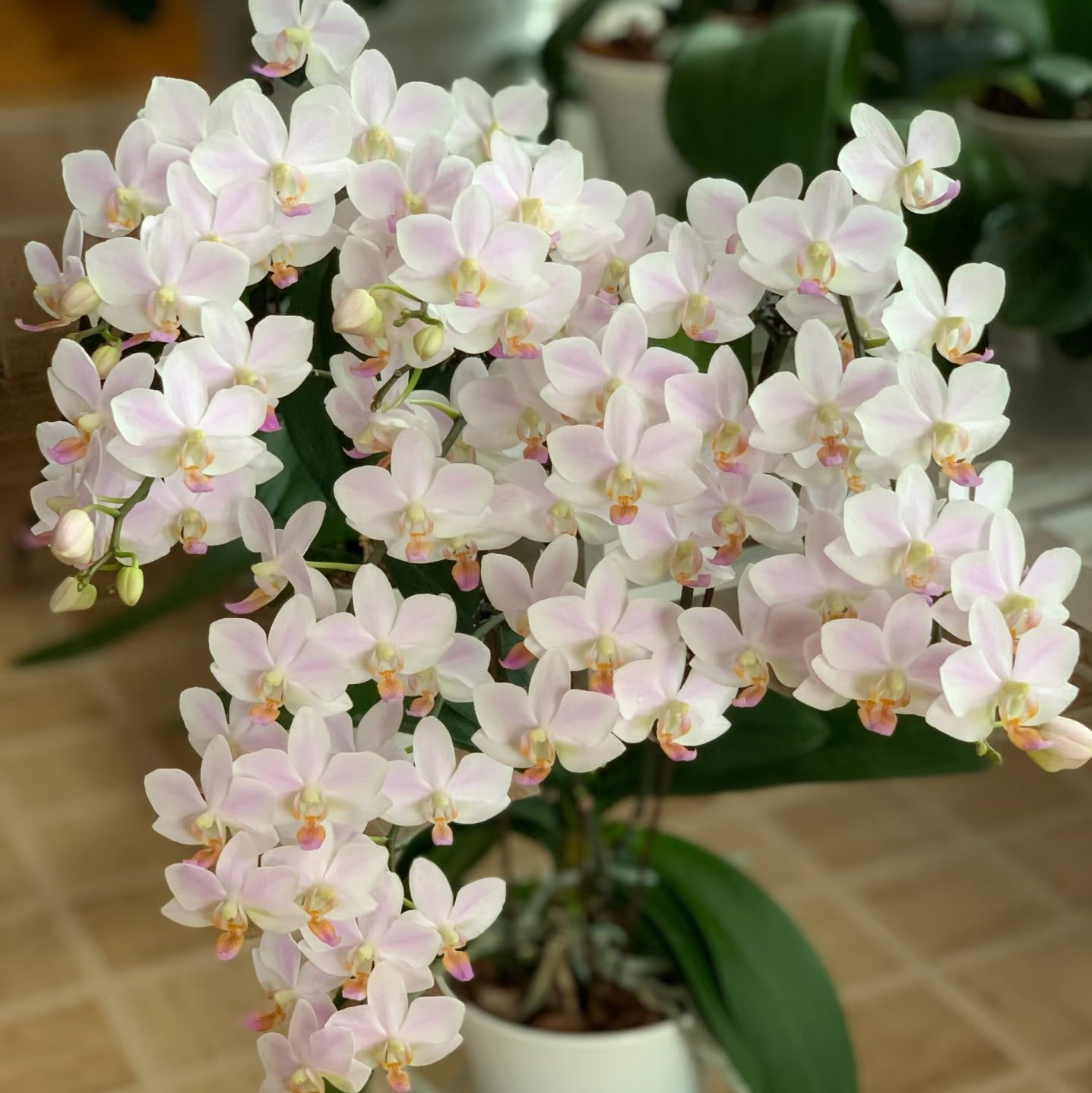 【粉残雪】  残雪蝴蝶兰苗3.0寸杯 基地直发包对版,淘宝优惠券,粉丝福利购,淘宝优惠卷