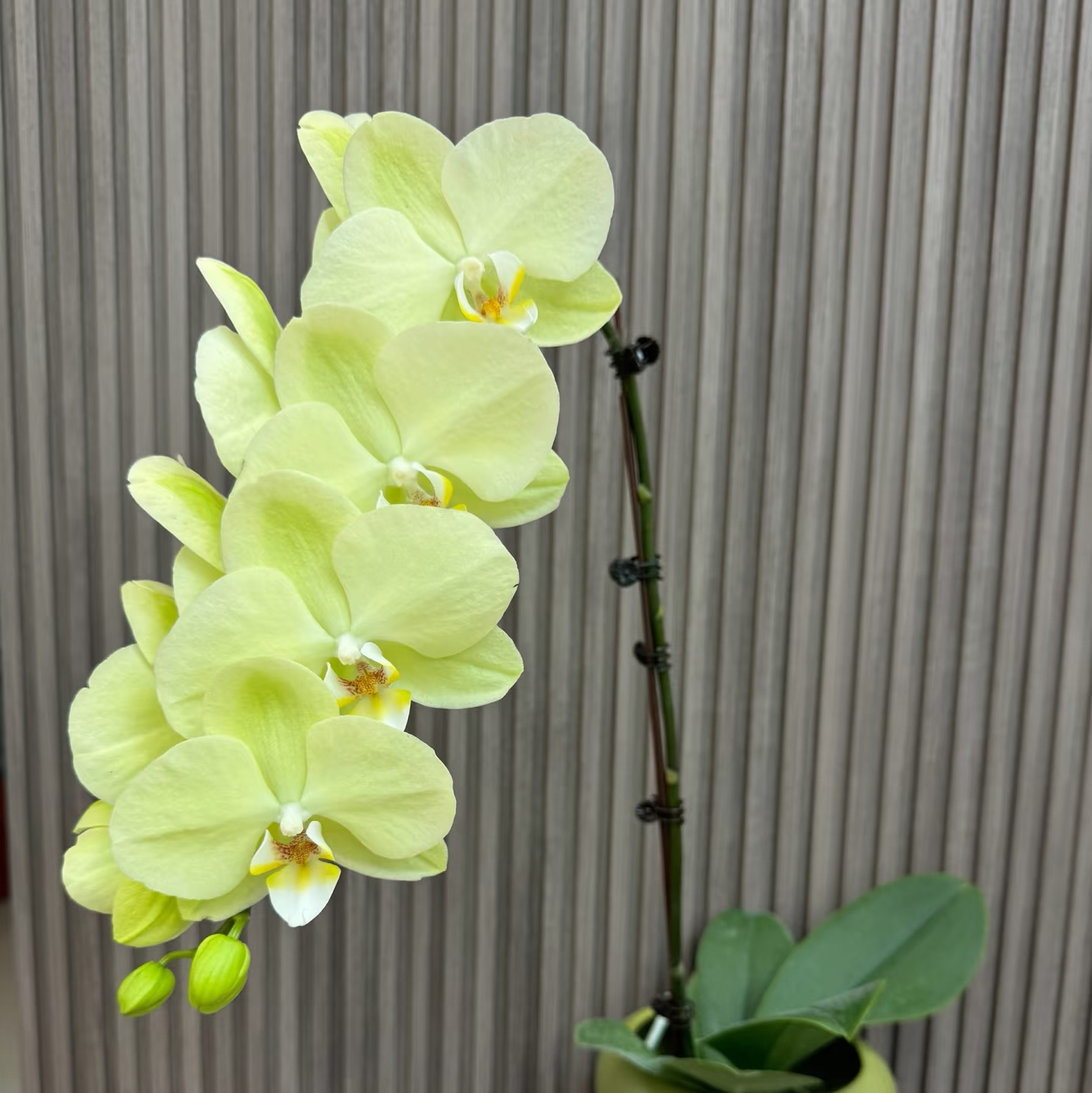 【日光浴出剑苗】蝴蝶兰  基地直发  包对版 - 图2