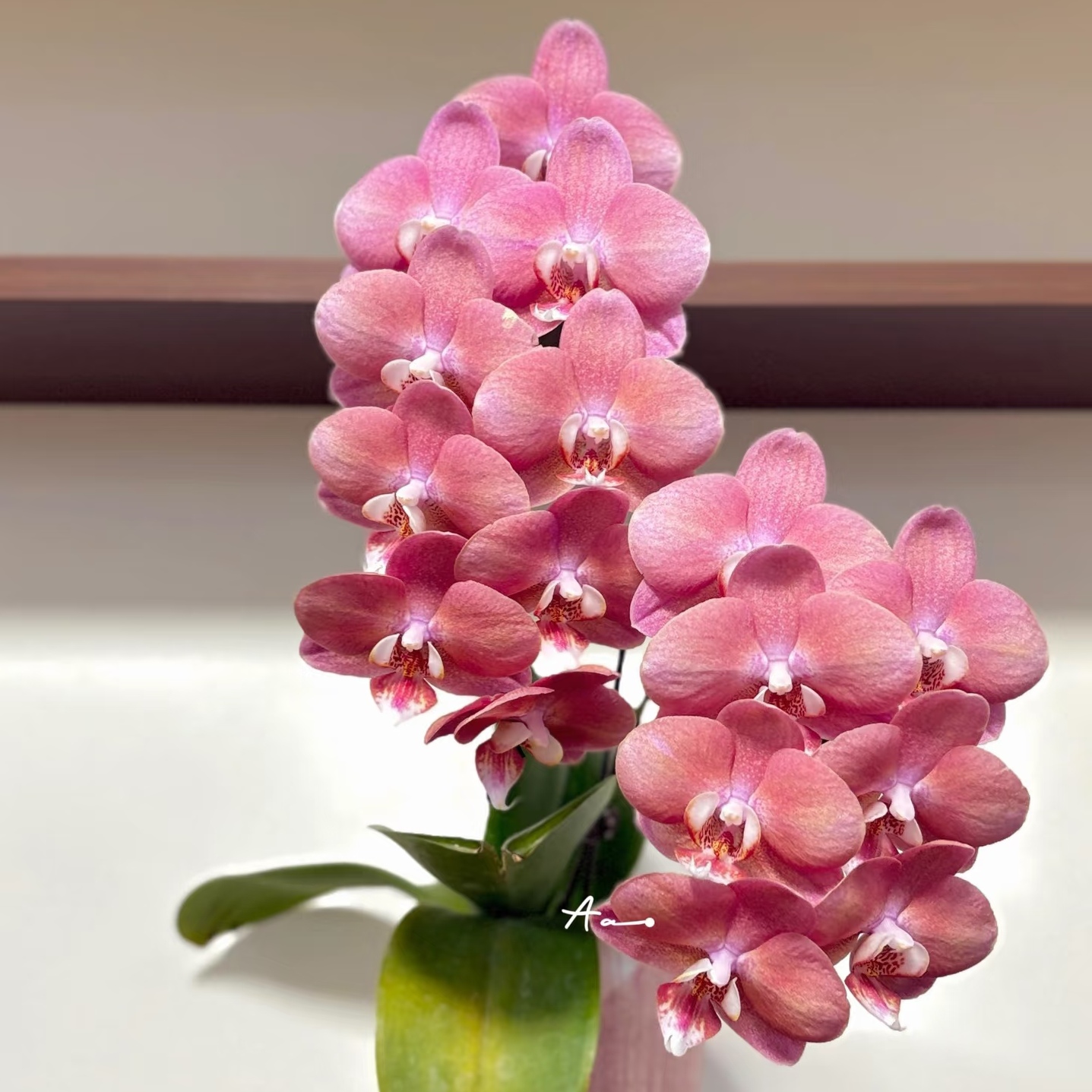 【鲑鱼】出剑苗蝴蝶兰稀有品种基地直发包对版包邮 - 图0