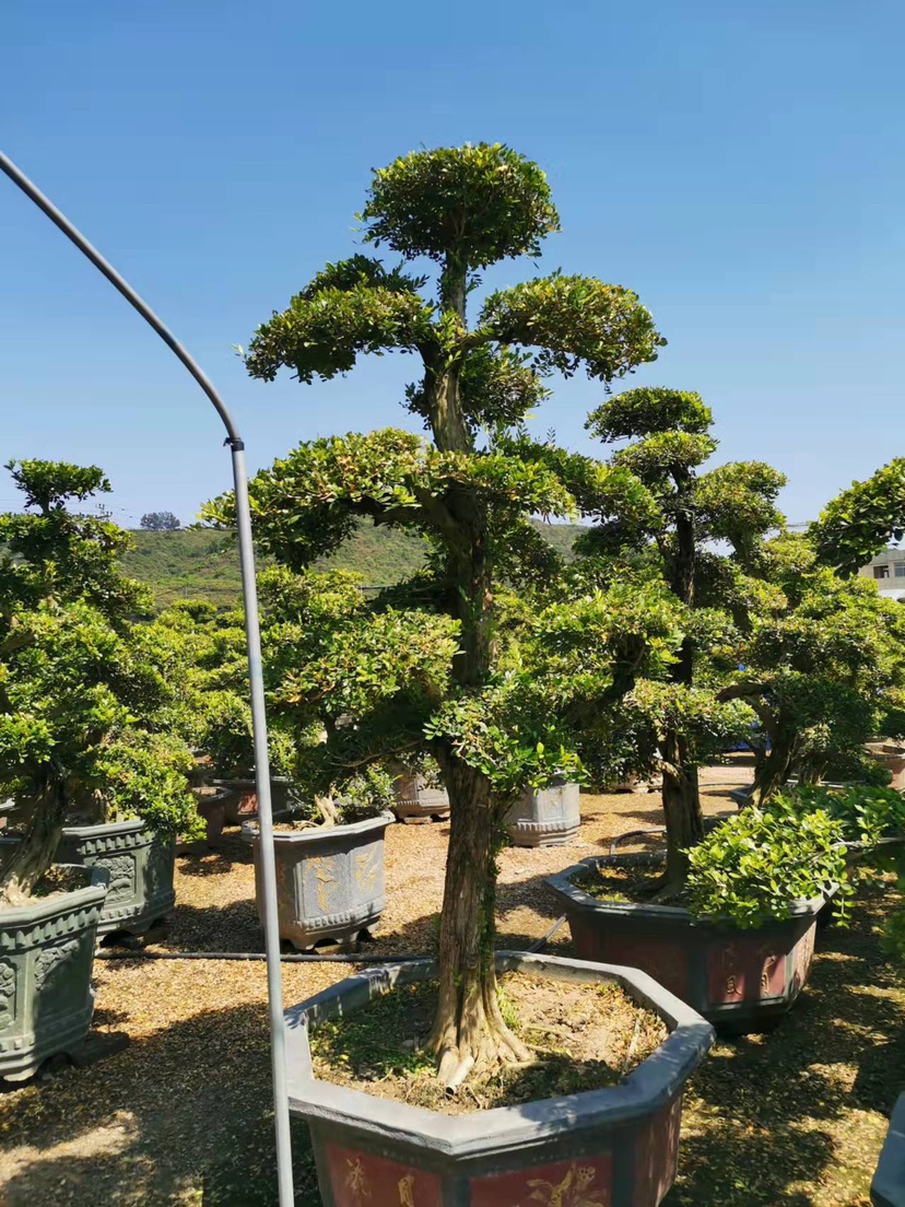 包邮九里香红花继木造型盆景盆景真树迎客松罗汉松大树盆景福建茶 - 图3