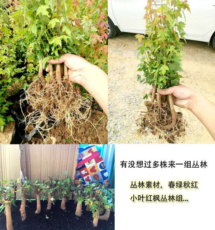 小叶三角红枫唐枫盆景组合盆栽成品丛林创意制作树苗室内绿植好养 - 图3