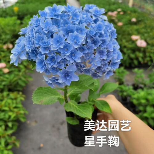 （二）4棵包邮 进口重瓣大花绣球花苗花宝 星手鞠 白寿红安吉莉卡 - 图1