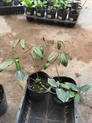 进口品种常绿铁线莲爬藤植物庭院子 苹果花小苗花卉1加仑盆栽大苗 - 图0