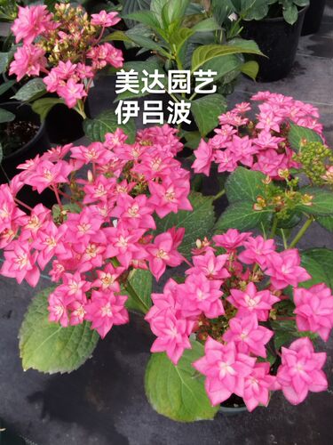 （二）4棵包邮 进口重瓣大花绣球花苗花宝 星手鞠 白寿红安吉莉卡 - 图2