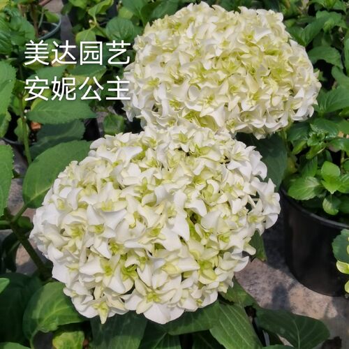 进口重瓣白色大花绣球花苗 安妮公主 庭院露台盆栽小苗新老枝开花 - 图1