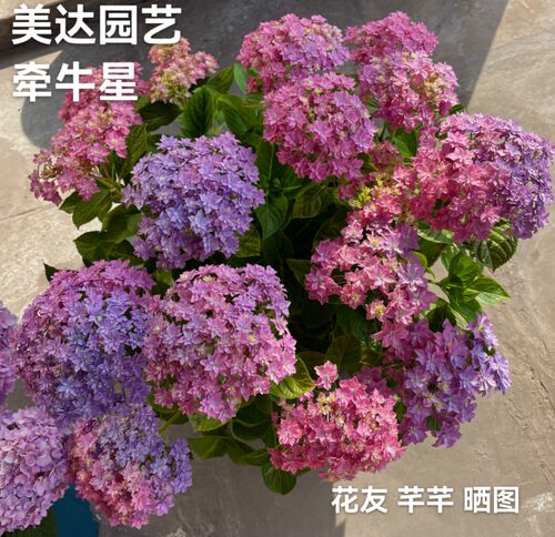牵牛星 星星绣球 重瓣进口新品大花绣球花苗盆栽小苗花卉 4棵包邮 - 图3