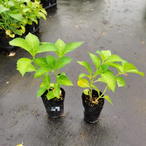 美达园艺 新品进口大花绣球花苗 卡伦 庭院盆栽花卉植物小苗 - 图0