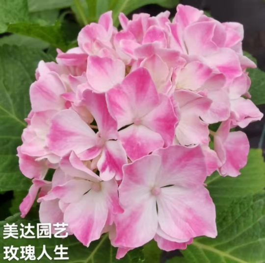 美达园艺 玫瑰人生 进口绣球新品花苗阳台庭院花园植物盆栽花卉