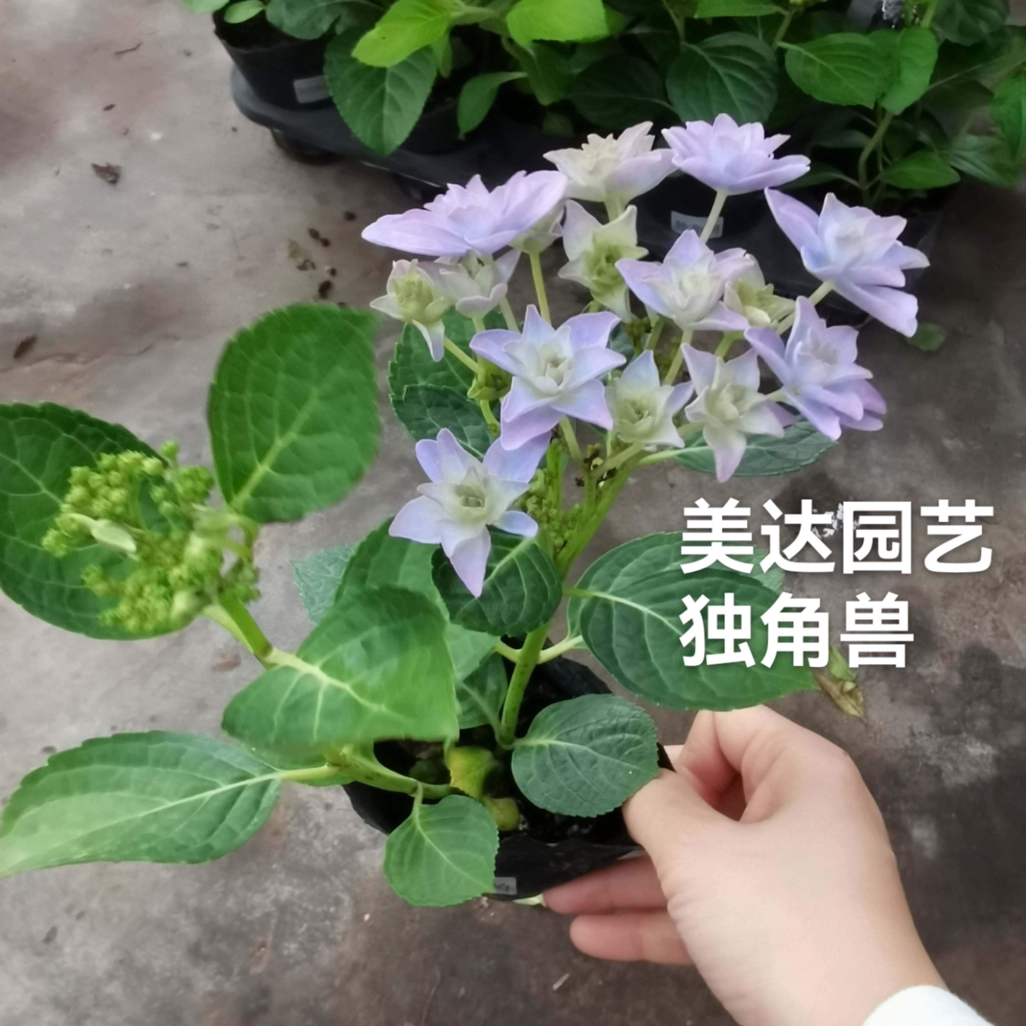 进口大花绣球新品 独角兽 露台庭院花园植物盆栽花苗新老枝开花 - 图3