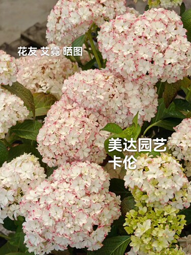 美达园艺 新品进口大花绣球花苗 卡伦 庭院盆栽花卉植物小苗 - 图3