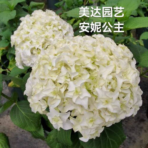 进口重瓣白色大花绣球花苗 安妮公主 庭院露台盆栽小苗新老枝开花 - 图2