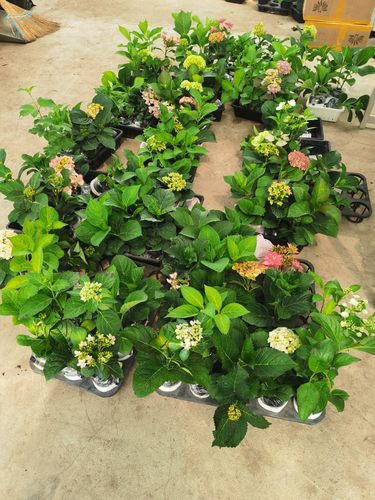 （二）4棵包邮 进口重瓣大花绣球花苗花宝 星手鞠 白寿红安吉莉卡 - 图0