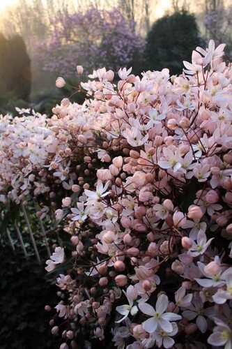 进口品种常绿铁线莲爬藤植物庭院子 苹果花小苗花卉1加仑盆栽大苗 - 图3