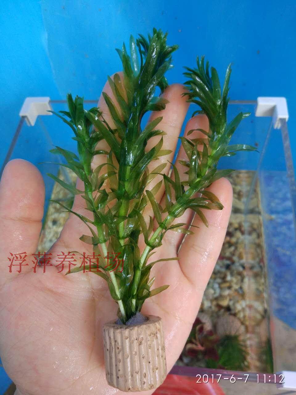 懒人水草直接放入水中就行莫丝金鱼藻蜈蚣草小红 浮萍养植场 淘优券