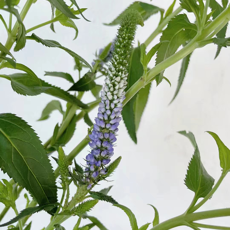 穗花婆婆纳花苗盆栽花境绿植草多年生庭院室外配植地被宿根植物 - 图1