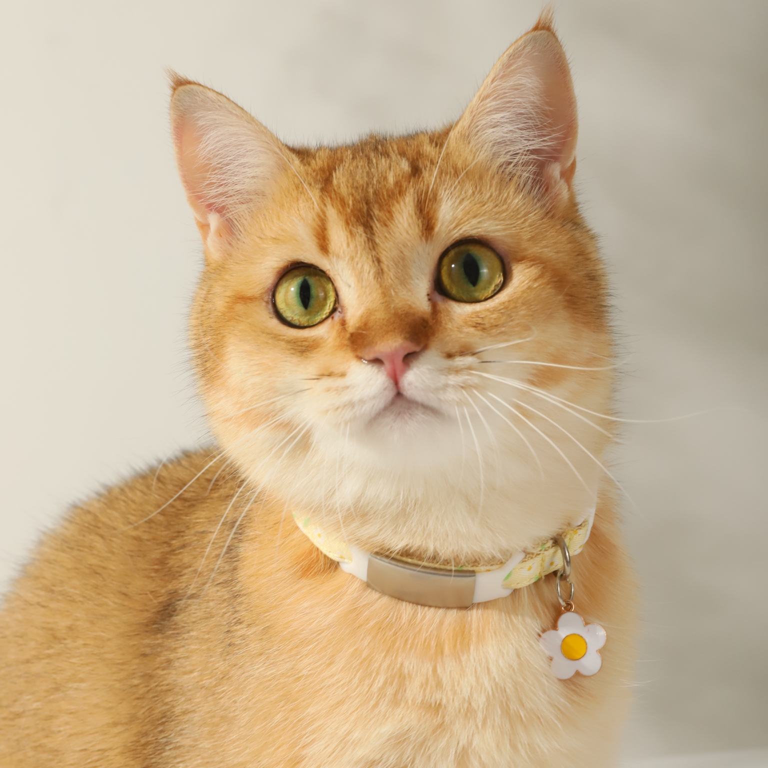 猫牌刻字猫咪狗脖圈脖饰铃铛项圈 乐乐猫宠物用品项圈/肩带