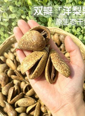 翅苹婆开口笑DIY材料造景装饰