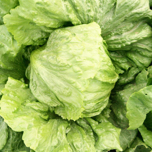 结球生菜种子包心青菜种籽春夏秋四季菜种籽阳台盆栽蔬菜种孑耐热 - 图0