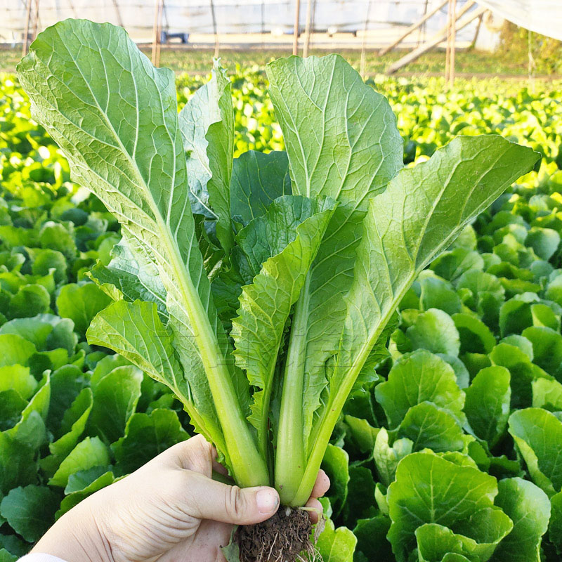 小白菜种子青帮小青菜种籽子四季菜种籽春秋冬季阳台盆栽蔬菜种孑-图0