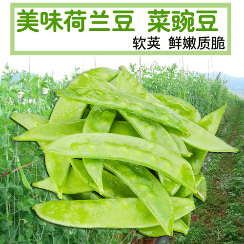 大荚荷兰豆种子软荚菜豌豆甜脆豌豆仁籽春夏秋季农家菜园蔬菜种孑 - 图0