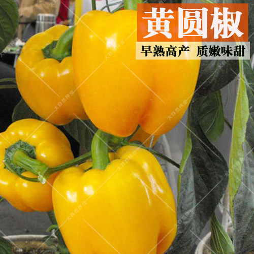 五彩甜椒种子红圆椒绿太空椒种籽黄灯笼椒紫圆椒苗子方椒蔬菜种孑 - 图1
