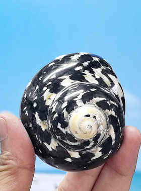 黑金刚蝾螺卷贝壳寄居蟹替换壳 小贝壳海螺壳鱼缸造景水族箱装饰