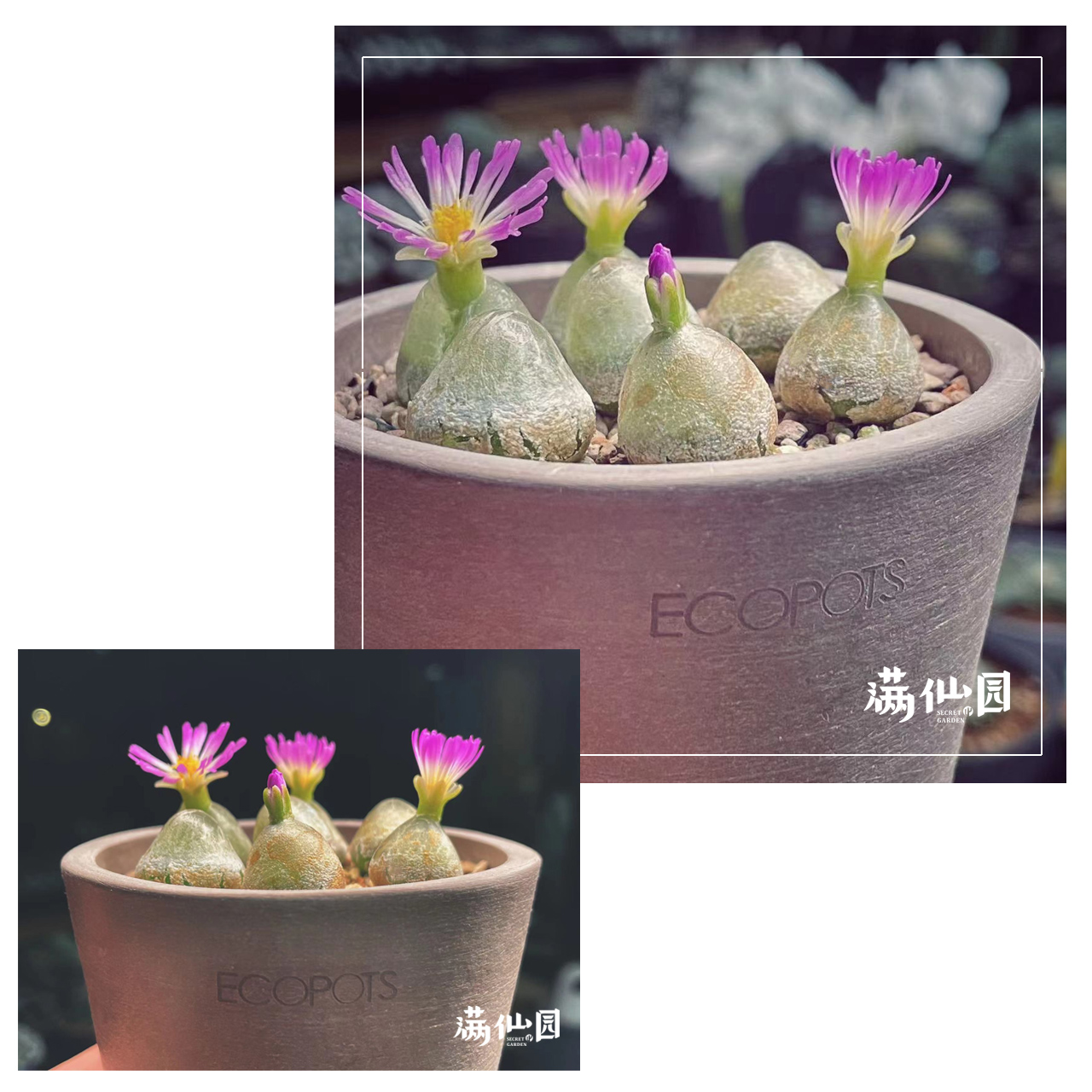 ECOPOTS怡棵 比利时进口树脂花盆8CM 生石花仙人球块根多肉北欧风 - 图0