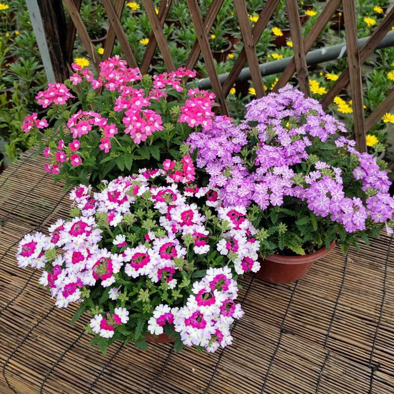 美女樱盆栽庭院阳台室内绿植花卉好看好养易爆盆带花苞带土发货-图0