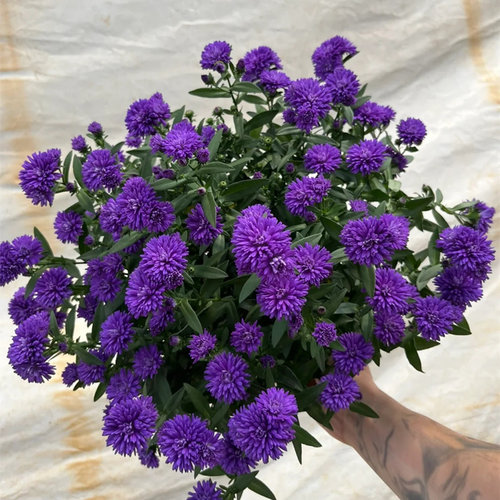 荷兰菊花苗紫菀盆栽雏菊花多年生阳台菊花带花苞花园庭院四季花卉 - 图0