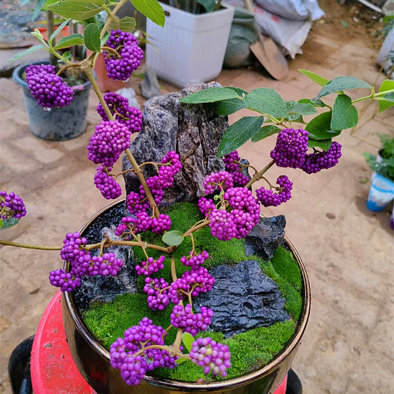 紫珠盆栽多年生耐热耐寒阳台庭院耐养观果植物盆景庭院花镜造景花-图2