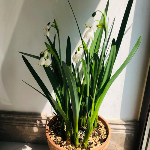 进口雪片莲盆栽白色铃兰多年生庭院阳台花园地栽花卉植物耐寒易养 - 图1