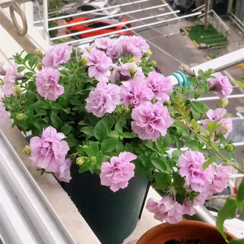 重瓣矮牵牛盆栽带花冰淡紫网红款阳台庭院花苗垂吊植物花卉花期长 - 图0