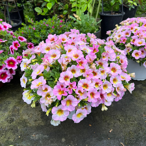 百万小玲花苗舞春花盆栽庭院阳台花卉矮牵牛垂吊植物带花好养爆盆 - 图3