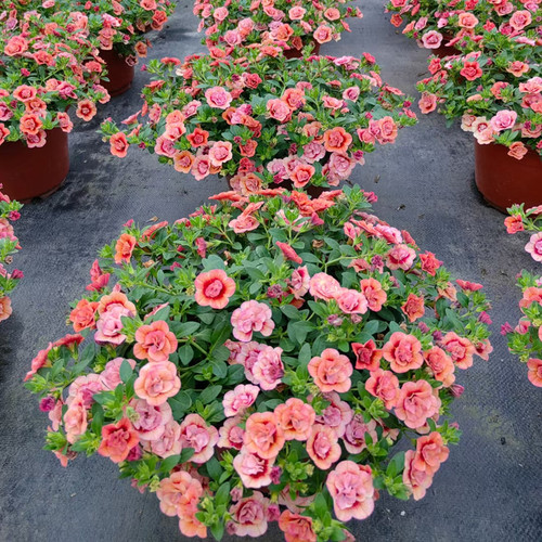 百万小玲花苗舞春花盆栽庭院阳台花卉矮牵牛垂吊植物带花好养爆盆 - 图1