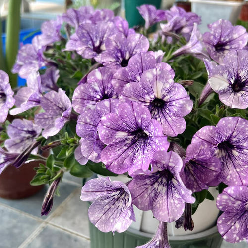 重瓣矮牵牛盆栽带花冰淡紫网红款阳台庭院花苗垂吊植物花卉花期长 - 图2