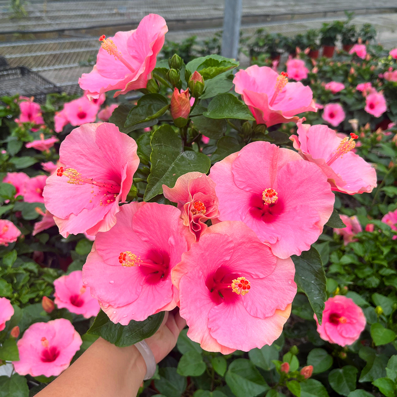 进口朱瑾花苗盆栽丹麦木槿扶桑花庭院阳台夏秋季耐热耐晒观花植物 - 图3