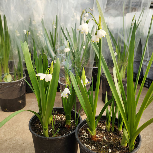 进口雪片莲盆栽白色铃兰多年生庭院阳台花园地栽花卉植物耐寒易养 - 图2