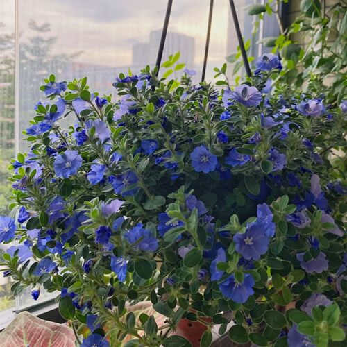 蓝星花盆栽花苗美洲新品种夏季耐热阳台庭院花卉垂吊好养观花盆栽 - 图0