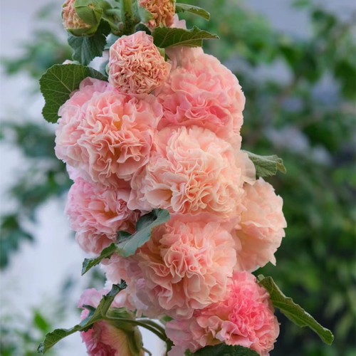 重瓣蜀葵大苗盆栽桃子与梦阳台庭院花坛植物花镜高花剑多年生花卉 - 图1