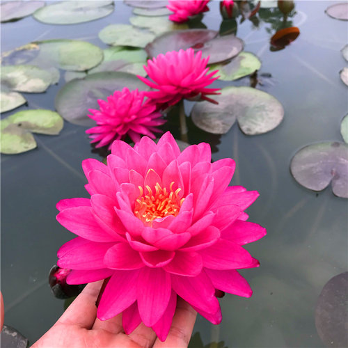 鸽子血耐寒睡莲苗粉色多瓣大花睡莲水生植物室外庭院盆栽 - 图3