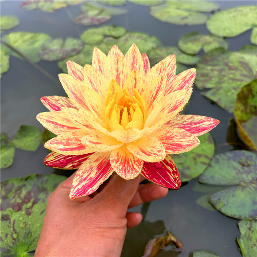 帕拉尼耐寒睡莲盆栽水生花卉大型大苗水培庭院盆栽种苗带花苞 - 图0