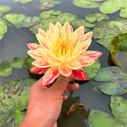 帕拉尼耐寒睡莲盆栽水生花卉大型大苗水培庭院盆栽种苗带花苞 - 图2