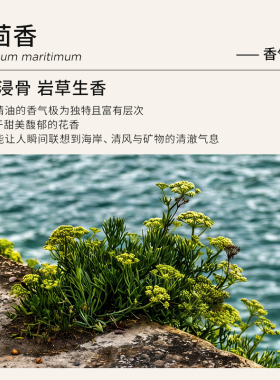 Florihana法国F家海茴香精油松弛熟龄肌按摩面部护肤香薰