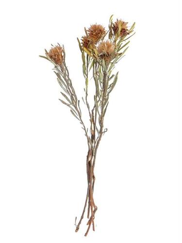 非洲果羽毛菊蛇皮果进口植物干燥花干花干果配草花束插花搭配装饰 - 图3
