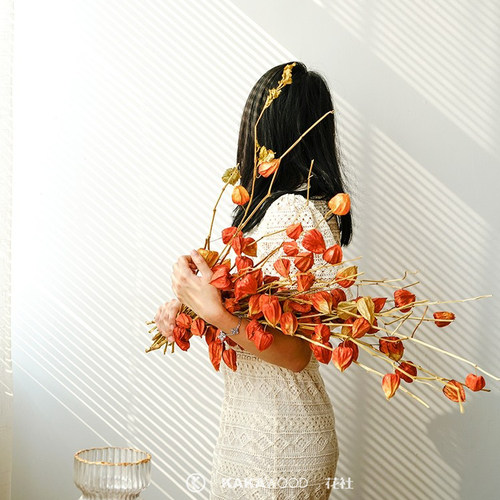 纯进口酸浆果灯笼果插花植物果实配果红果子天然干花干果家居设计 - 图0