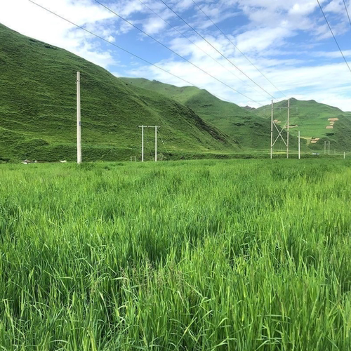 2026年晒干新北提摩西牧草成幼兔子龙猫荷兰猪豚仓鼠磨牙主食饲料 - 图0
