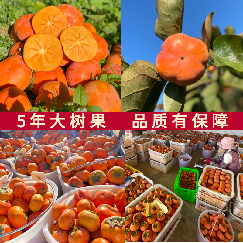 正宗云南巧克力脆柿子新鲜水果硬甜脆柿子10斤大果孕妇当季整箱装,淘宝优惠券,粉丝福利购,淘宝优惠卷