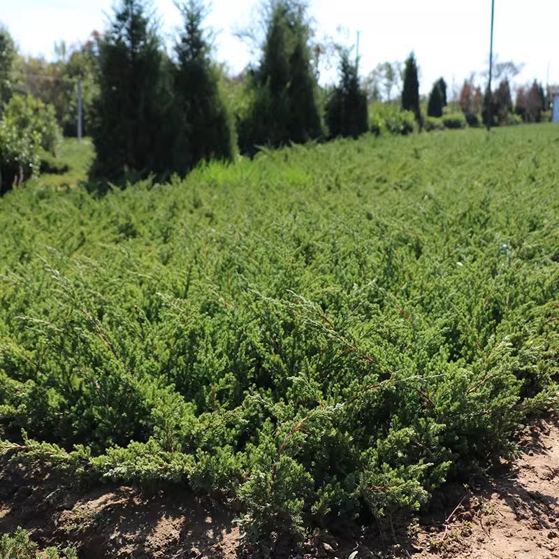 迎客松盆景真树苗地柏苗造型苗四季常青室内盆栽庭院植物耐寒耐热 - 图2