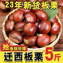 Authentic Chinese chestnut fresh chestnut raw fresh 2023 chestnut raw chestnut fresh chestnut oil chestnut spot