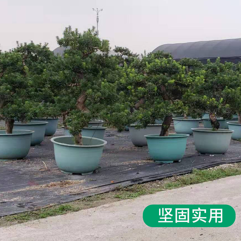 塑料花盆特大庭院种植果树盆景盆大码龙缸盆荷花盆大口径清仓包邮 - 图3